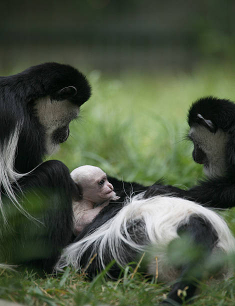 guereza família - colobo preto e branco oriental imagens e fotografias de stock