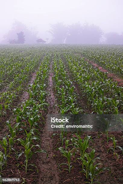 Молодые Кукурузное Поле — стоковые фотографии и другие картинки Без людей - Без людей, Вертикальный, Зерновые