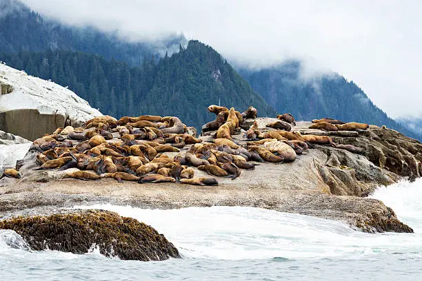 Group of wild Steller sea lions lounging on a rock along the rugged coastline just north of Sitka, Alaska.