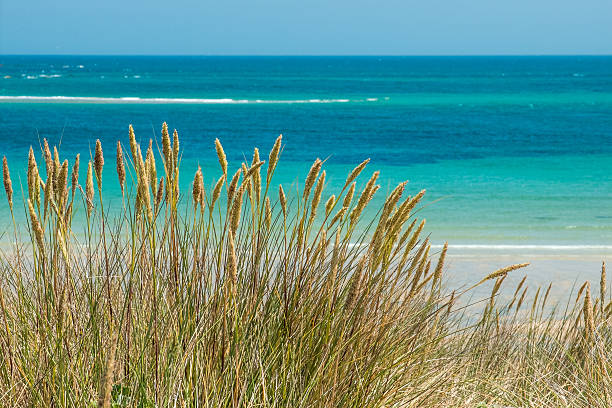 istock Sea Lyme Grass on Herm, Channel Islands 462870237