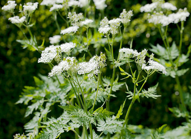 mirra-de-jardim (myrrhis odorata) - sweet cicely - fotografias e filmes do acervo