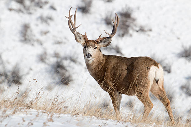 Mule deer stag in snow Colorado On the high snowy ridges of Green Mountain just outside Denver, Colorado, a large stag looks back over the winter grasses. mule deer stock pictures, royalty-free photos & images