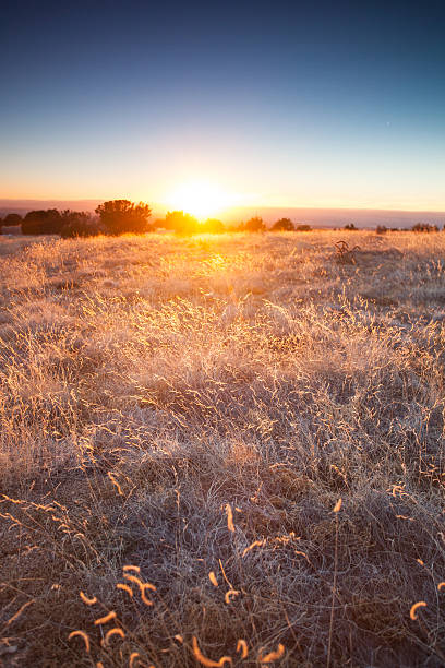 istock southwest meadow landscape sunset 462872519