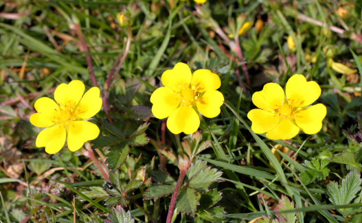 Sulphur cinquefoil (Potentilla recta) is a pretty, creeping yellow wildflower found in clumps on waste ground and in dry conditions. These three flowers lined up dutifully for this photograph. Below: more (Potentilla) species.
