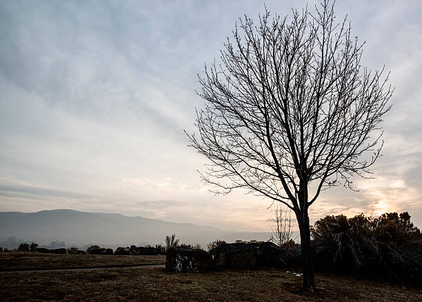 lonely tree in winter - bare tree environment nature boise стоковые фото и изображения