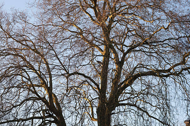 arbre au sommet d'un arbre d'hiver no leafs ciel bleu azur. - poplar tree treetop forest tree photos et images de collection