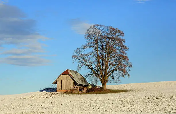 Old barn on the hill,with an old tree,