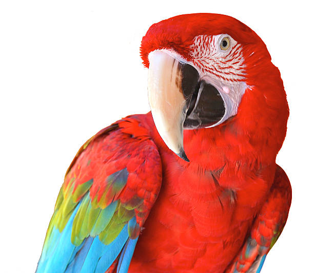 นก - scarlet macaw ภาพสต็อก ภาพถ่ายและรูปภาพปลอดค่าลิขสิทธิ์