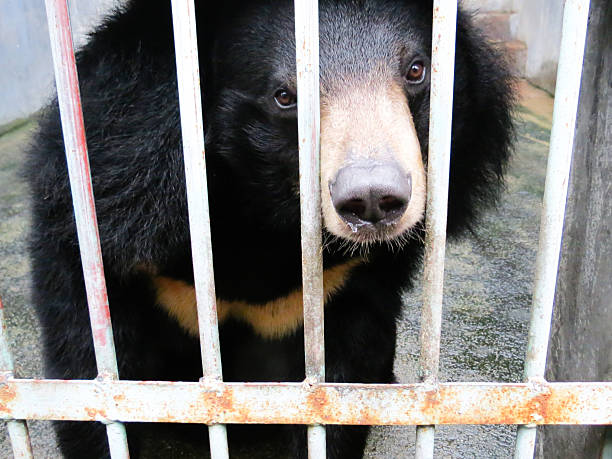 istock trading and  killing, Animal Protection 462881461