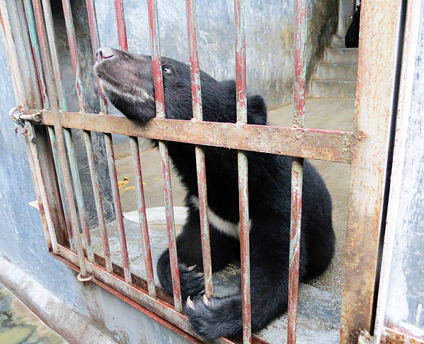 istock trading and  killing, Animal Protection 462881479