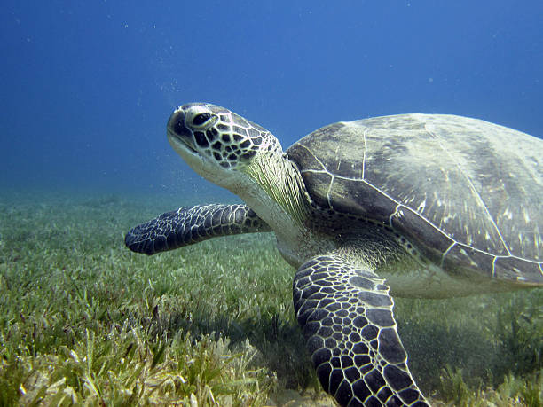 istock Green turtle on a bed of seagrass 462882209