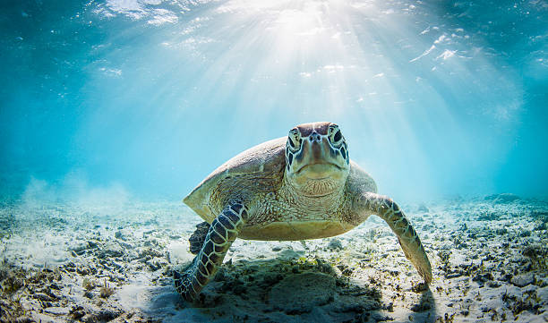 tartaruga divertente - mondo marino foto e immagini stock