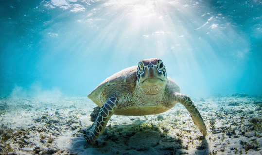 Domestic red eared turtle, Trachemys scripta in aquarium. Pond slider swimming in water. Famous fresh water tortoise for aquarium hobby. Aquatic organism, underwater life, aquarium pet