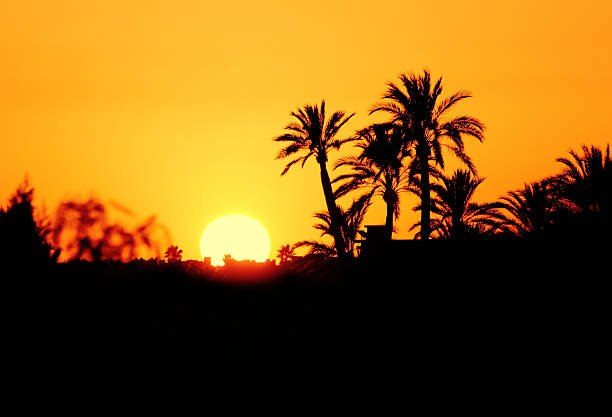 Morocco, Marrakesh, Silhouette of an oasis and palm trees at sunset.