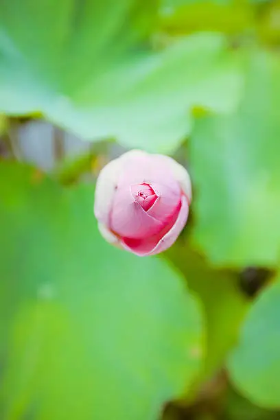 Pink Lotus on the pond  in Bali