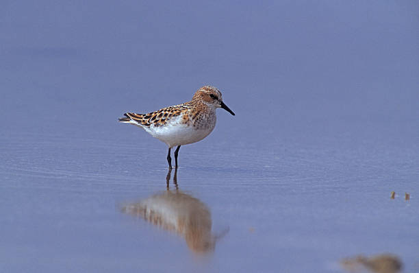 istock Little stint, Calidris minuta 462885453