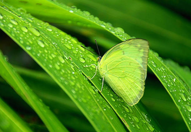 Green summer background. A blue butterfly sits on a yellow spring dandelion in a meadow. Natural abstract background