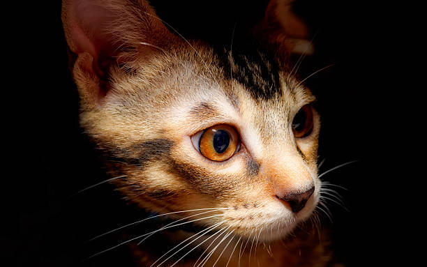 Lonely Kitten stock photo