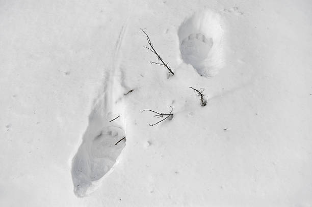 istock Big bear paw prints in snow 462899665