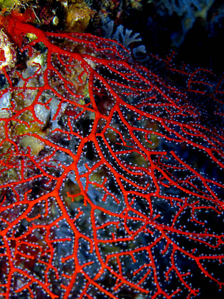 Gorgonian A red gorgonian (horny coral, cnidarian) hanging from a cave's wall coral gorgonian coral hydra reef stock pictures, royalty-free photos & images