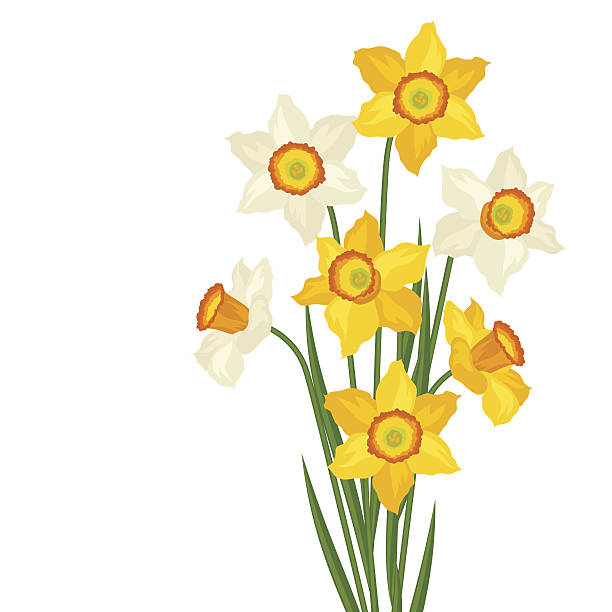 illustrations, cliparts, dessins animés et icônes de bouquet de narcisses de fleurs sur fond blanc. - daffodil bouquet isolated on white petal