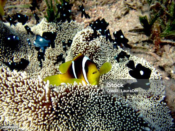 Anemonefish Stock Photo - Download Image Now - Anemonefish, Animals In The Wild, Clown Fish