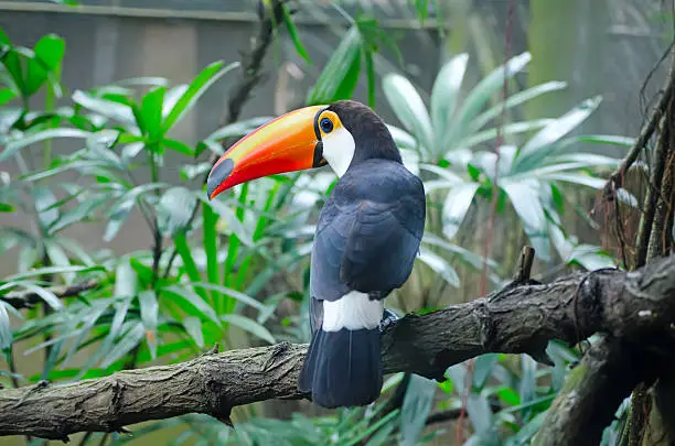 Toucan sitting on a branch in a zoo