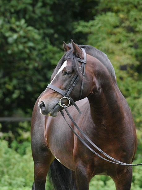 istock Head Shot of a Bay Stallion 462907591
