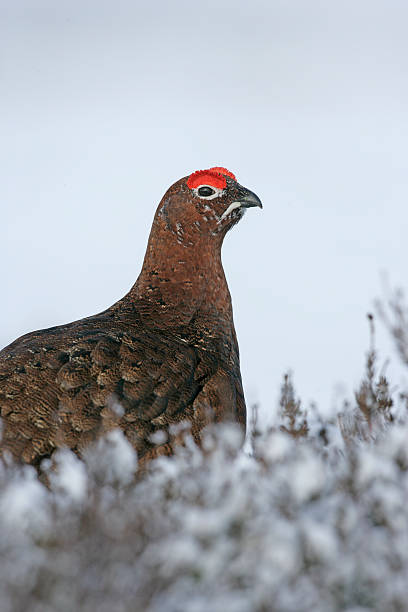 istock Red grouse, Lagopus lagopuss 462907619
