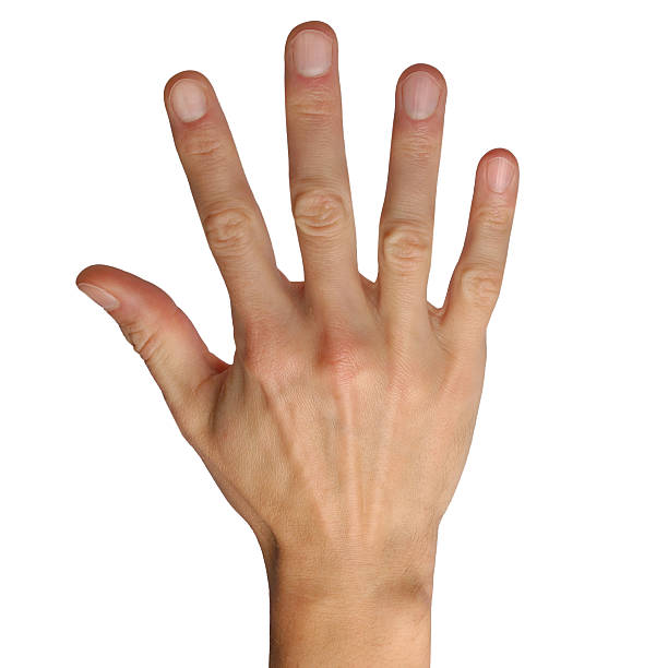 손 제스처를 흰색 배경의 손등에 대한 스톡 사진 및 기타 이미지 - 손등, 흰색 배경, 손 흔들기 - Istock
