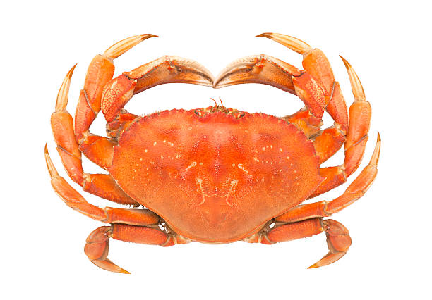 Dungeness Crab stock photo