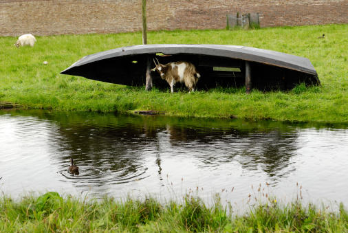 he-goat in rain under the old boat, The Netherlands..