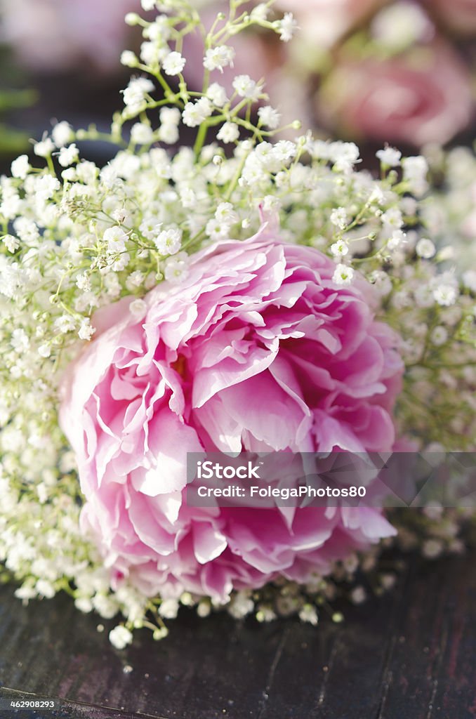 Pink Peony and Gypsophila Close up of a pink peony flower surrounded by white gypsophila. Close-up Stock Photo