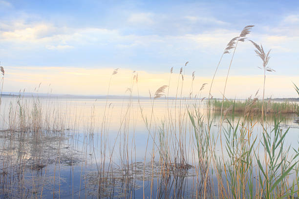 Whispering reeds swaying softly in blue golden Lake