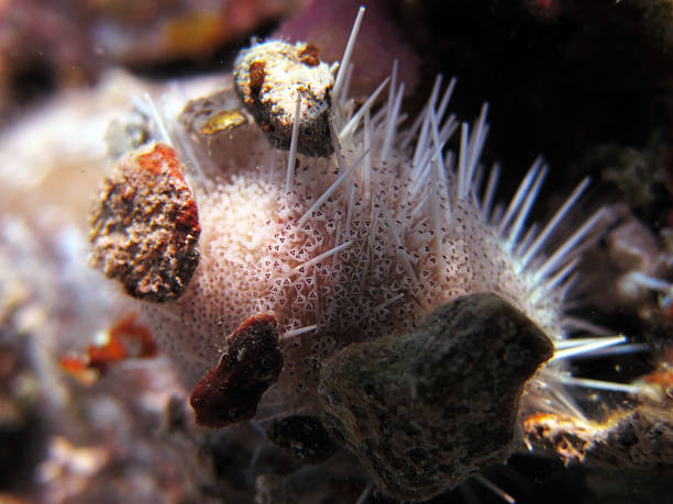 istock Collector sea urchin 462908993
