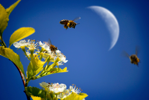 Bees Flying Around Flowers with Moon in the Background