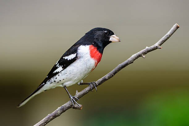 A male rose breasted grosbeak on a limb.