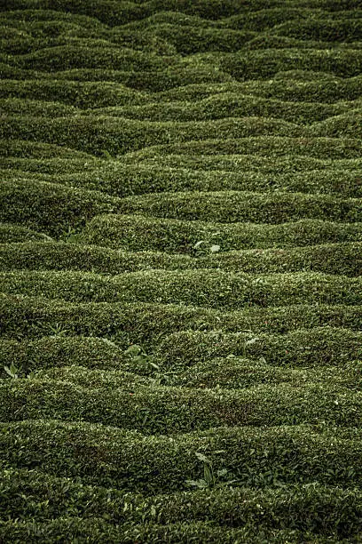 Day time view of a  tea Plantation on a hillside