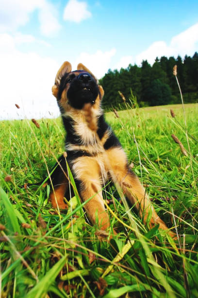 istock German shepherd dog puppy 462912349