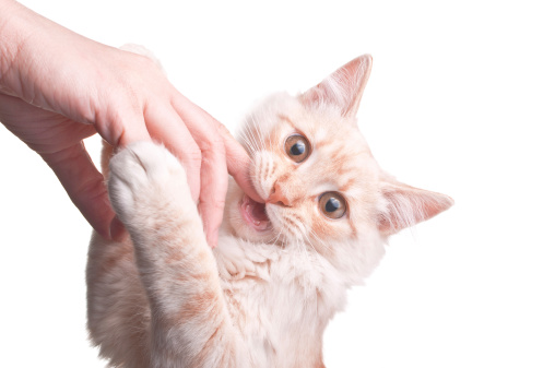 Ginger kitten on white background