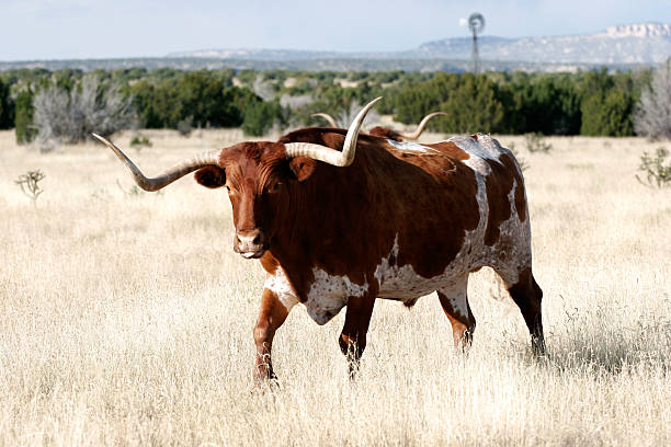 longhorn in the wild