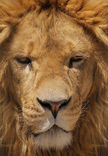 istock Detail of lion's head 462914537