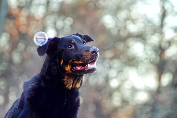 beauceron dog and bubble