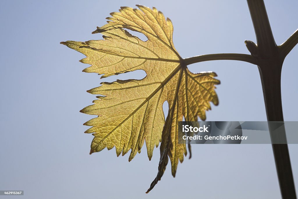 Vine leaves on sky background Vine leaves with sky background Agriculture Stock Photo