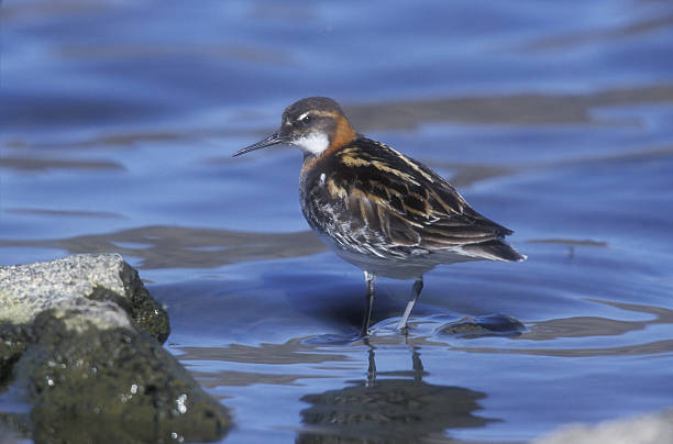 istock Red-necked phalarope, Phalaropus lobatus 462916599