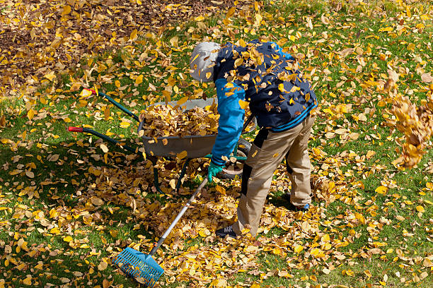 istock Man trying to clean up the lawn 462918045