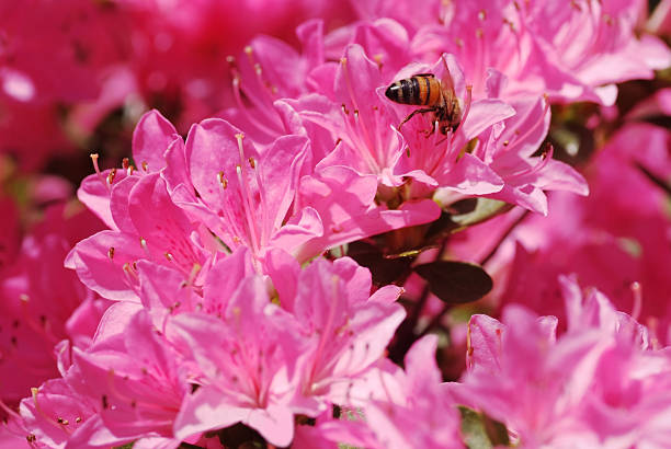 istock Pink Azalea and honey bee 462918669