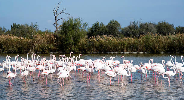 istock Flock of Flamingos 462919191