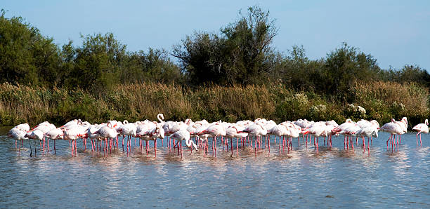 istock Flock of Flamingos 462919203