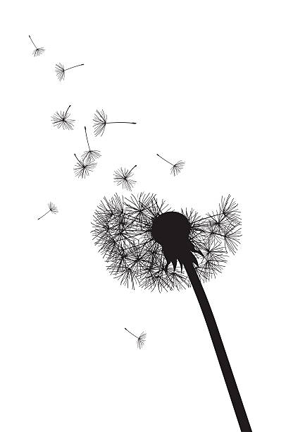 black and white dandelion with flying seeds black and white dandelion with flying seeds, vector illustration pistil stock illustrations